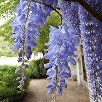 American Wisteria (Wisteria frutescens) Flower seeds for Planting Perfect for Borders Heirloom & GMO Free Seeds for Home Garden