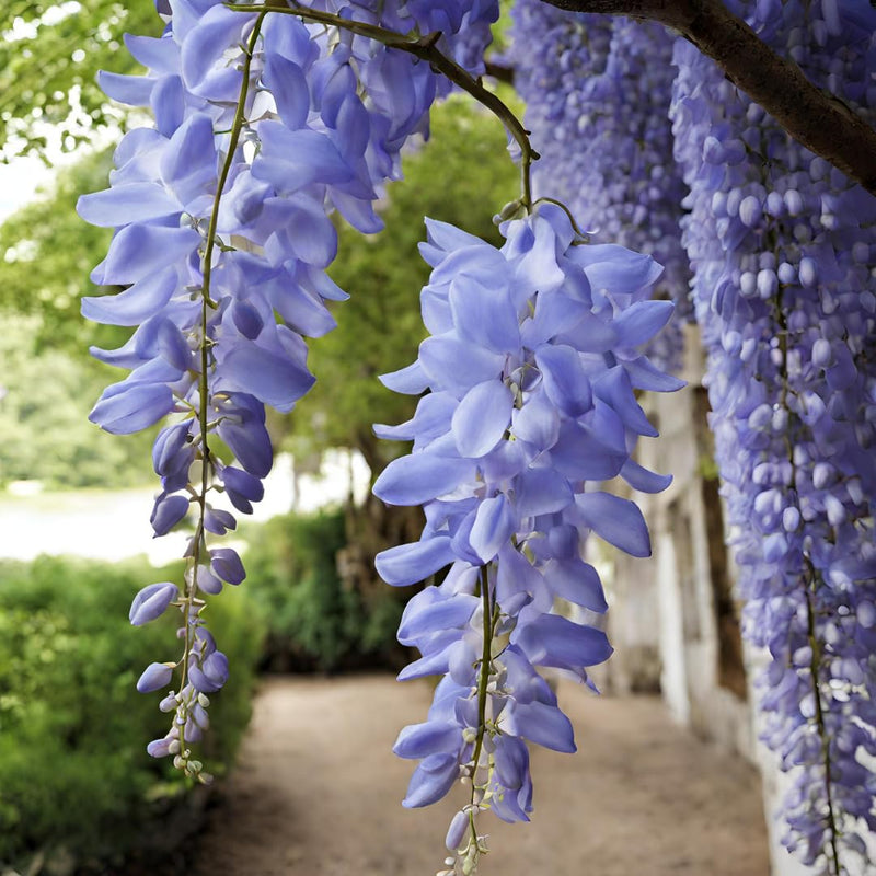 American (American Wisteria) seeds for planting in home garden