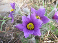 Pasque Semi Violet Flower Seeds