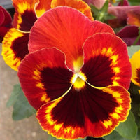 Miniola Aqua-Herz Bi-Color Viola Perennial Flower Seeds for Colorful Garden Blooms