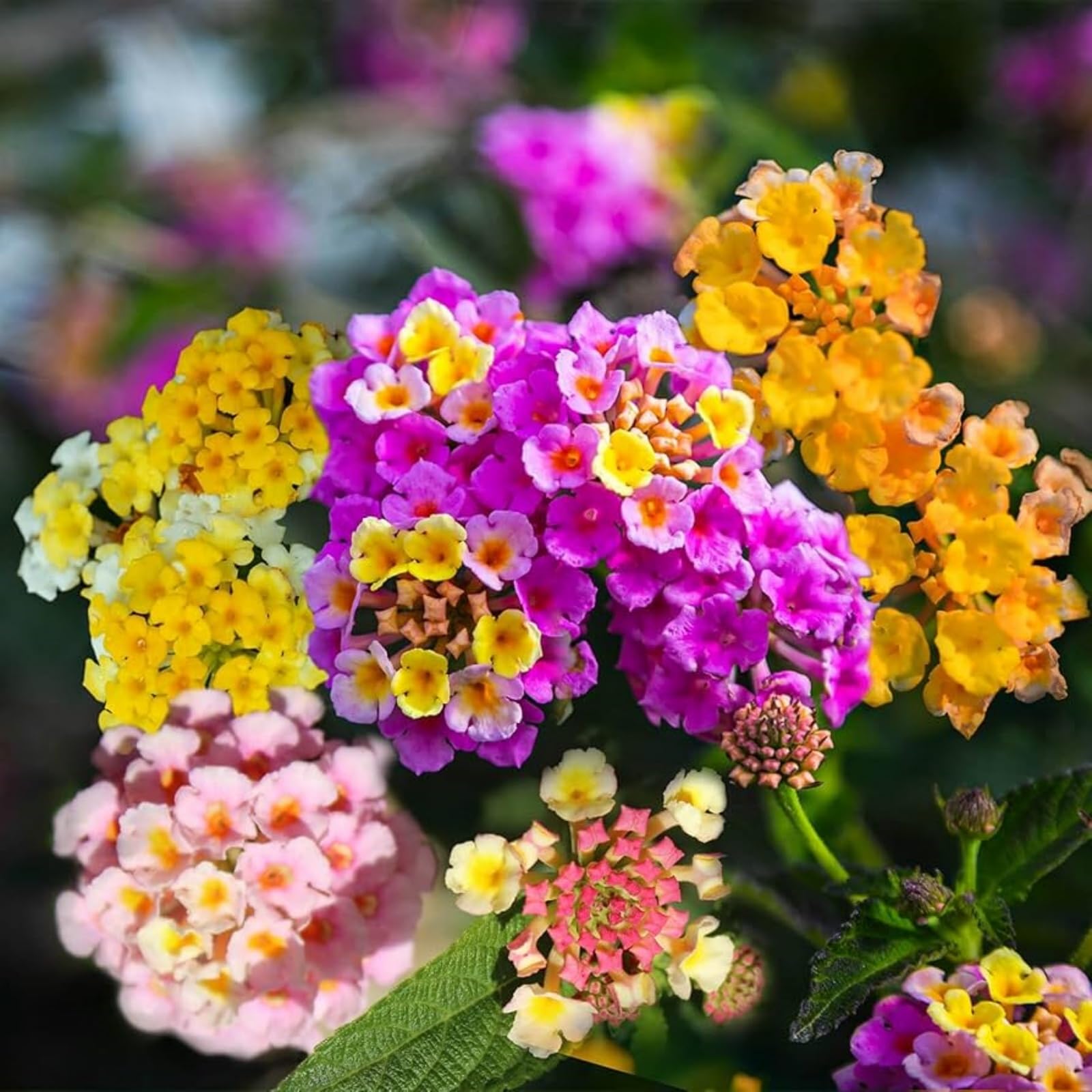 Lantana Flower seeds for Planting Wildflower Mix Heirloom & GMO Free Seeds for Home Garden