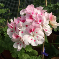 Geranium Pelargonium Flower seeds for Planting Low Maintenance Heirloom & GMO Free Seeds for Home Garden 
 
 Sale