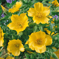 Yellow Blazing Star Mentzelia lindleyi Seeds for Planting pollinator flower bed