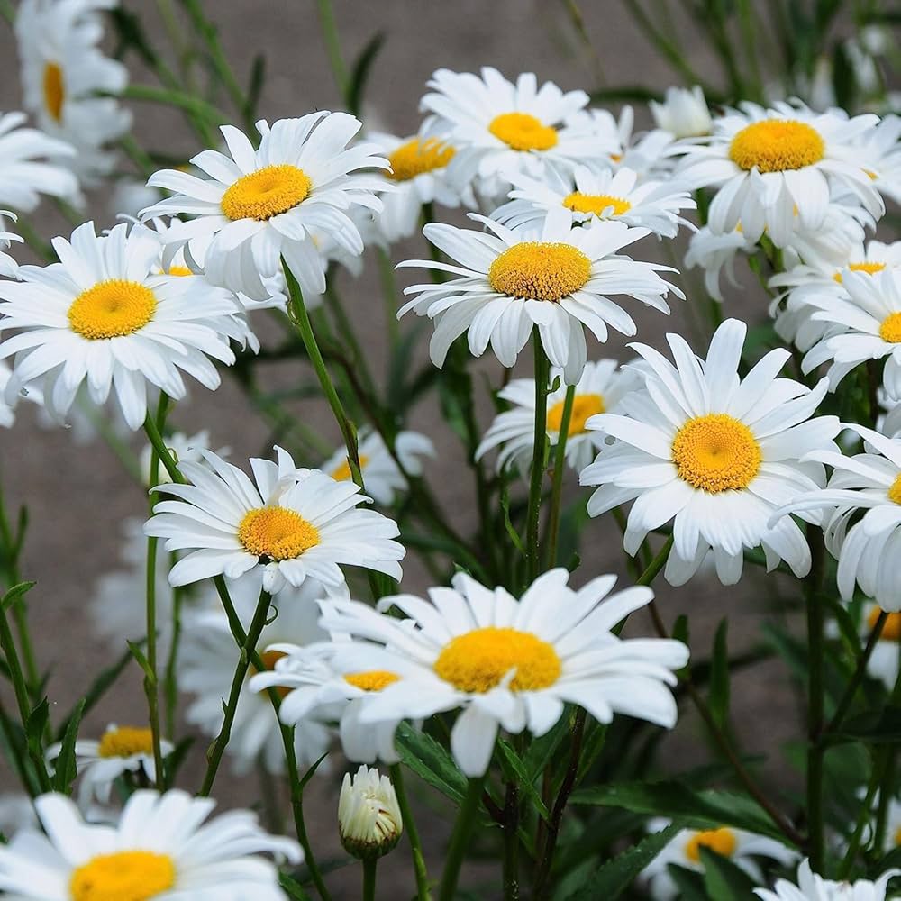 Gemalten Daisy Wildflower Seeds – American Butterfly-Attracting Bloom Mix