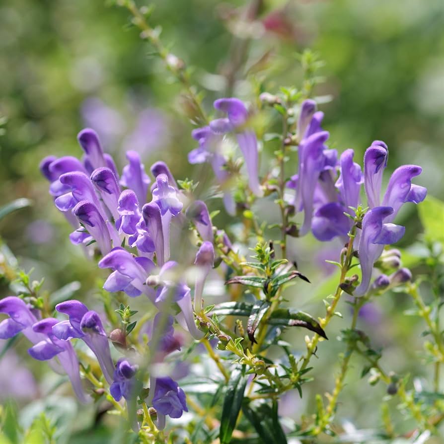 Blue Skullcap Flower seeds for Planting - Shade Tolerant, Heirloom & GMO Free Seeds for Home Garden