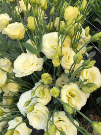 Yellow Lisianthus Flower seeds for Planting - Cottage Garden Essential, Heirloom & GMO Free Seeds for Home Garden