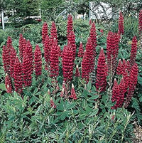 Maroon Lupine Flower seeds for Planting - Wildflower Mix, Heirloom & GMO Free Seeds for Home Garden
 
 Sale seeds for planting in home garden