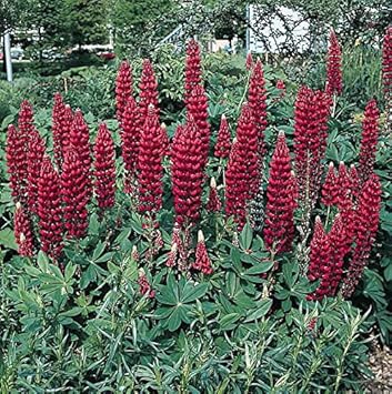 Maroon Lupine Flower seeds for Planting - Wildflower Mix, Heirloom & GMO Free Seeds for Home Garden
 
 Sale seeds for planting in home garden