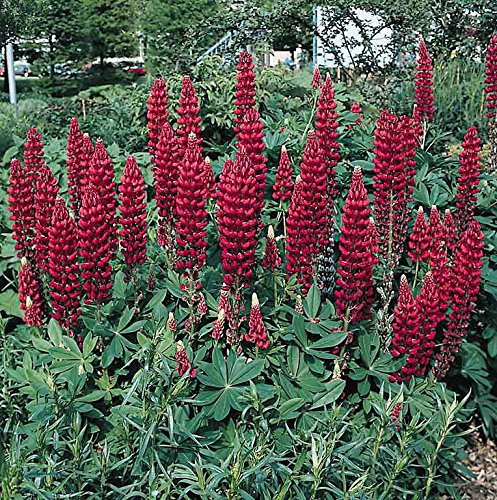 Burgundy Lupine Flower Seeds for Planting – Vibrant Heirloom NonGMO Seeds for Home Garden & Outdoor Blooms
 
 Sale