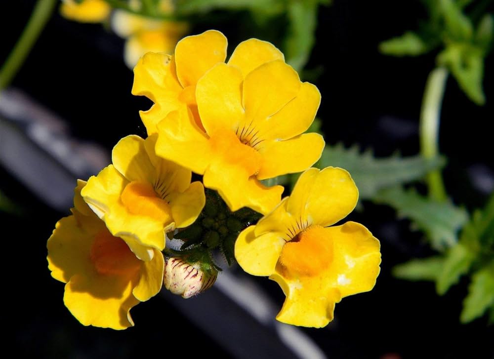 Yellow Nemesia Flower Seeds Planting