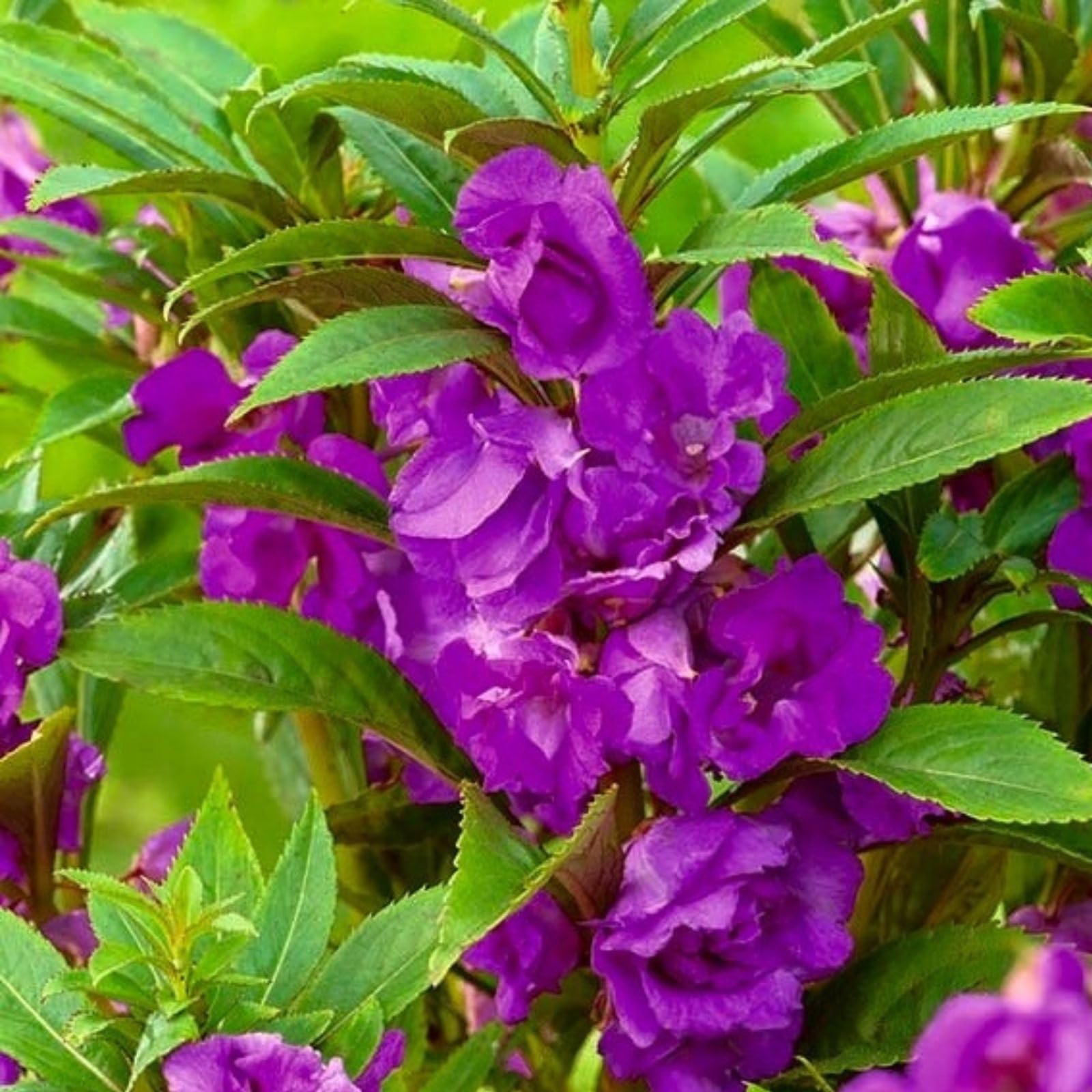 Purple Impatiens Balsamina Flower Seeds for Easy Planting
