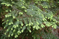 Tsuga Canadensis Eastern Hemlock Tree Seeds