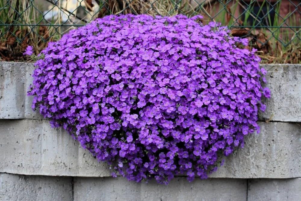 Aubrieta Flower seeds for Planting Perfect for Borders Heirloom & GMO Free Seeds for Home Garden 
 
 Sale