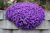 Aubrieta Flower seeds for Planting Perfect for Borders Heirloom & GMO Free Seeds for Home Garden 
 
 Sale