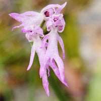 White Man Orchid Flower seeds for Planting - Low Maintenance, Heirloom & GMO Free Seeds for Home Garden