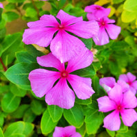 Peach Vinca Flower Seeds – Delicate Color Annual for Warm Seasons