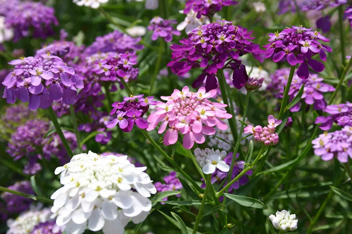 Mixed Candytuft Flower Seeds Collection for Planting
