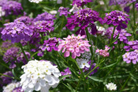 Mixed Candytuft Flower Seeds Collection for Planting