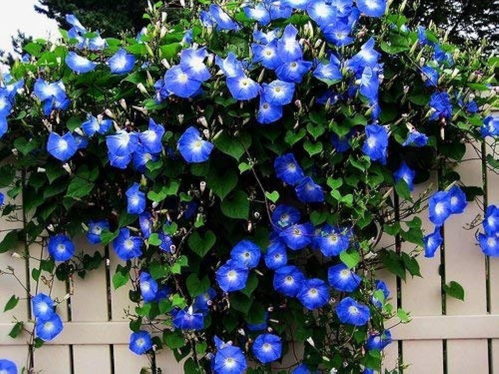 Blue Nasturtium Flower Seeds for Garden Low Maintenance Heirloom & GMO Free Seeds for Home Garden
 
 Sale