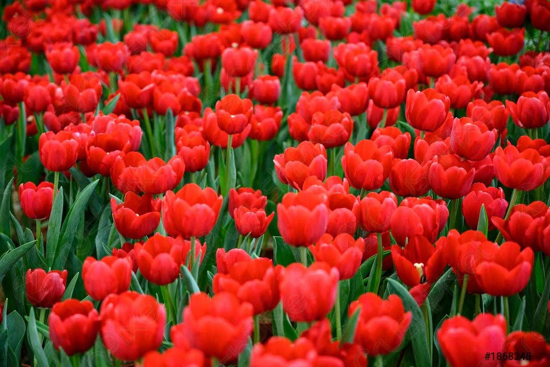 Deep Red Tulip Flower Seeds Bright Blooms Heirloom & GMO Free Seeds for Home Garden
 
 Sale