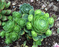 Heirloom Succulent Rose Flower seeds for Planting Cottage Garden Essential Heirloom & GMO Free Seeds for Home Garden