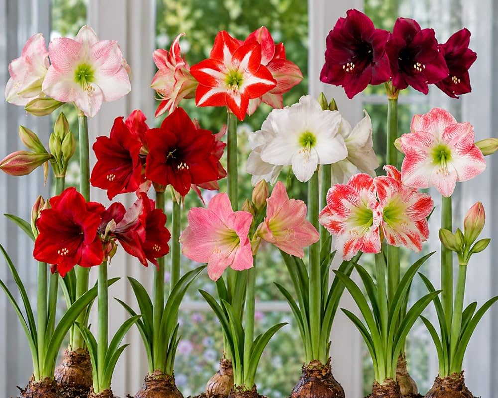 Heirloom Amaryllis Flower seeds for Planting Pollinator Friendly Heirloom & GMO Free Seeds for Home Garden