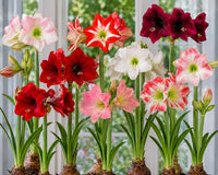 Heirloom Amaryllis Flower seeds for Planting Pollinator Friendly Heirloom & GMO Free Seeds for Home Garden