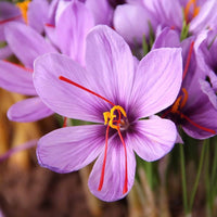 Mixed Crocus Flower seeds for Planting - Compact Growth, Heirloom & GMO Free Seeds for Home Garden