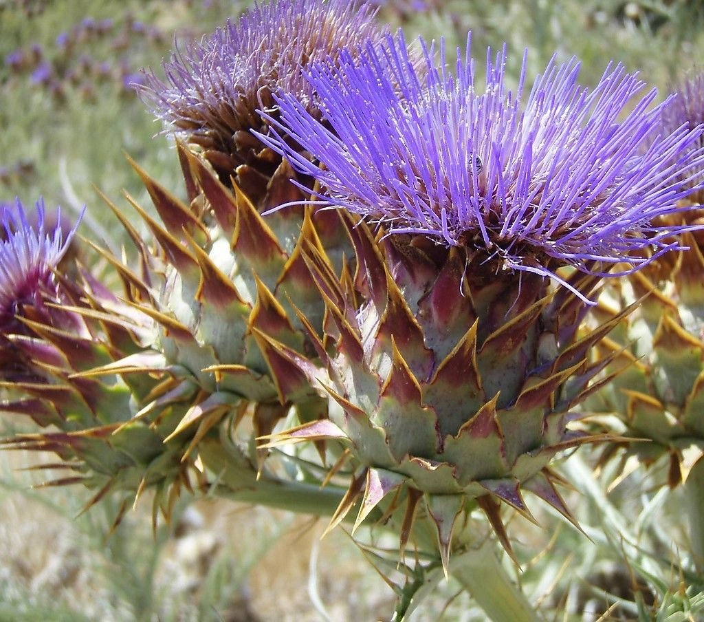 Violet Cardunculus Flower seeds for Planting - Garden Favorite, Heirloom & GMO Free Seeds for Home Garden