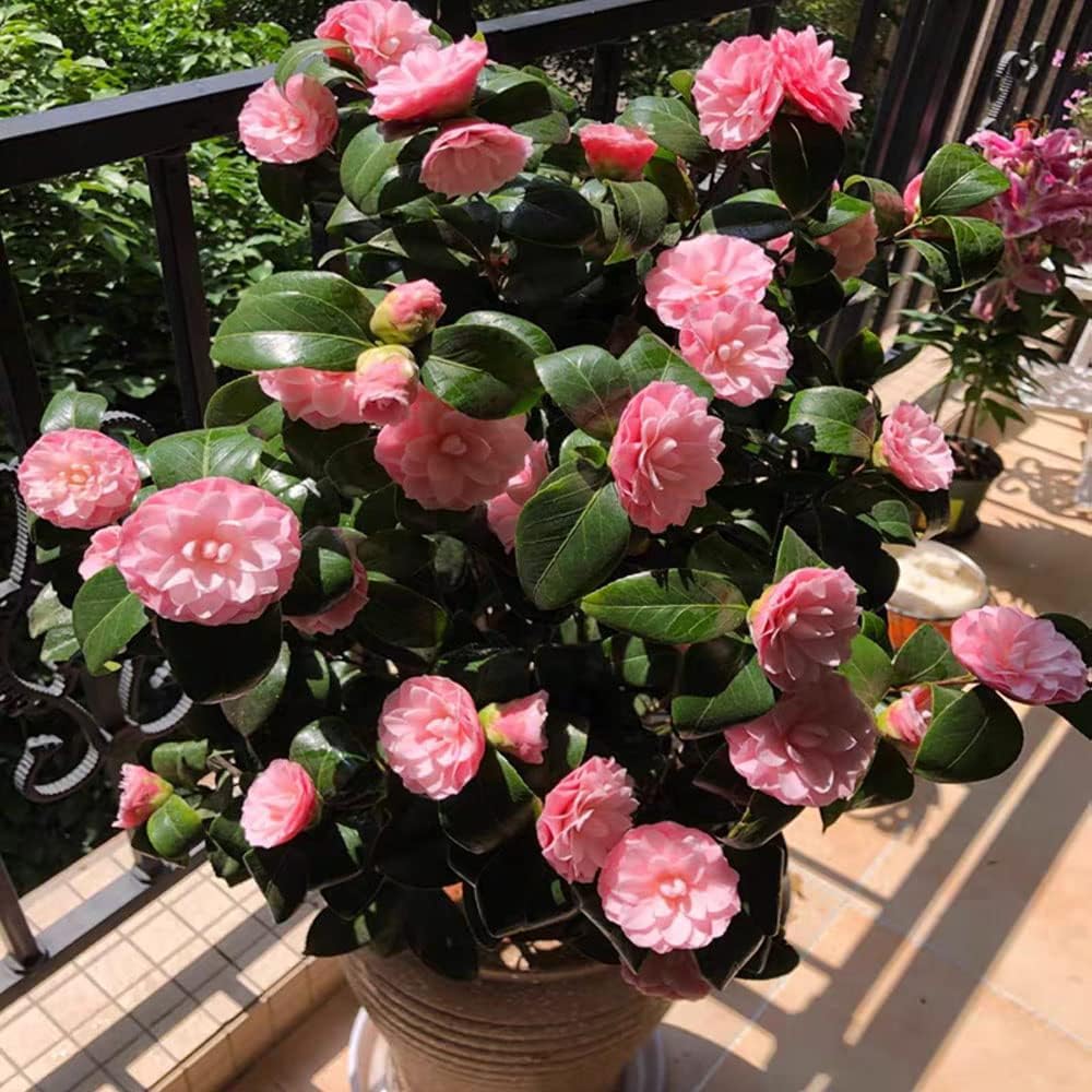 Pink Amellia Flower Planting Seeds - Vibrant Pink Blooms for Your Garden
