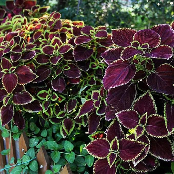 Rare Color Coleus Seeds for Planting home garden flower bed