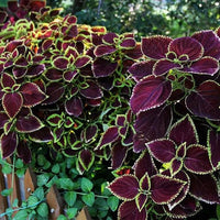 Rare Color Coleus Seeds for Planting home garden flower bed