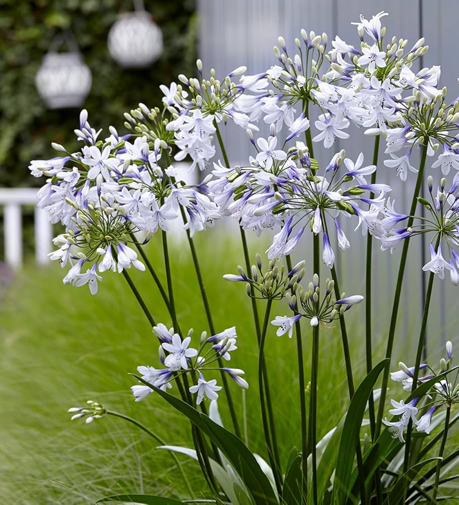 Mix Agapanthus Flower Planting Seeds - Vibrant Perennial Seeds for a Beautiful Garden