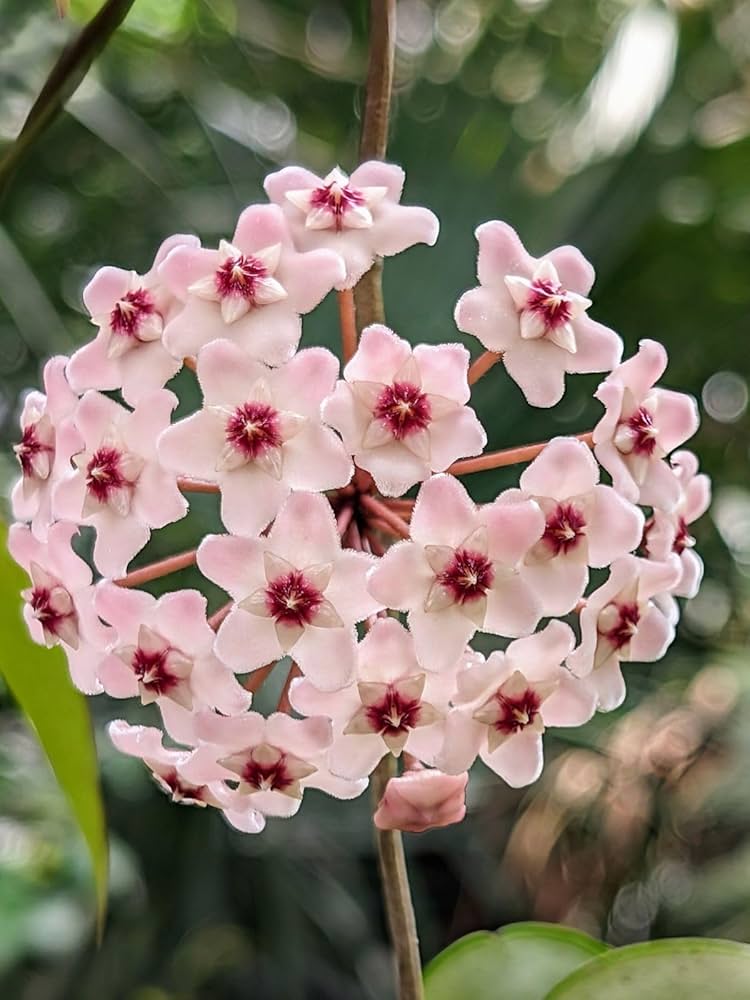 Purple White Hoya Flower seeds for Planting - Bright Blooms, Heirloom & GMO Free Seeds for Home Garden