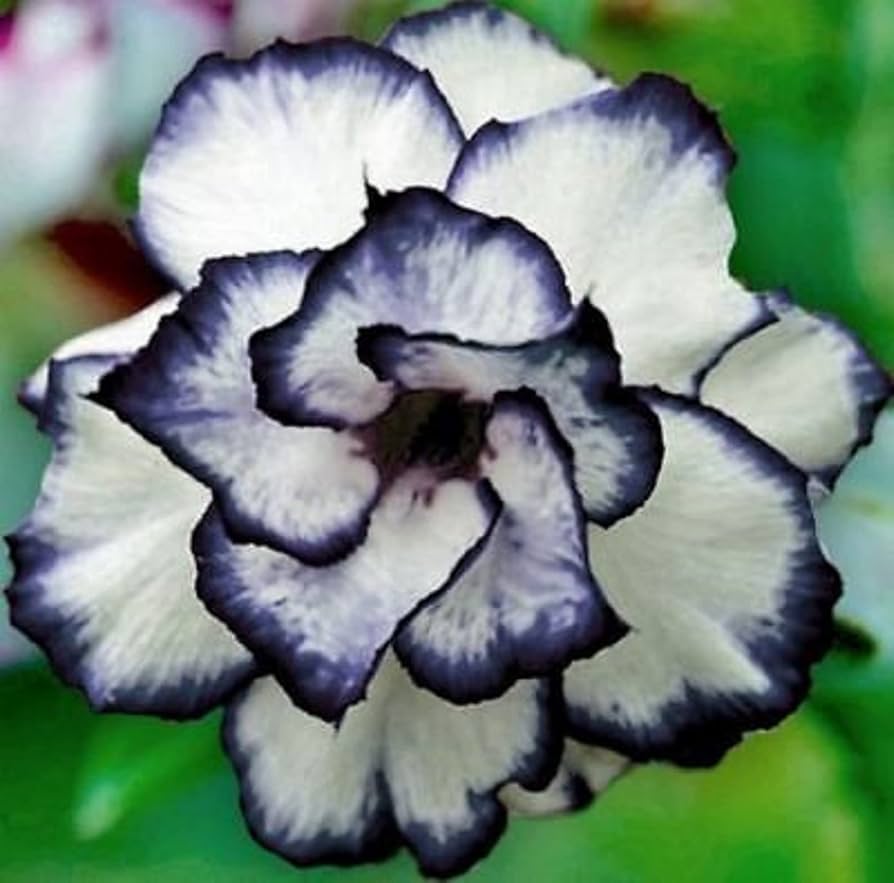 Green Black Adenium Obesum Flower seeds for Planting Fragrant Blossoms Heirloom & GMO Free Seeds for Home Garden
