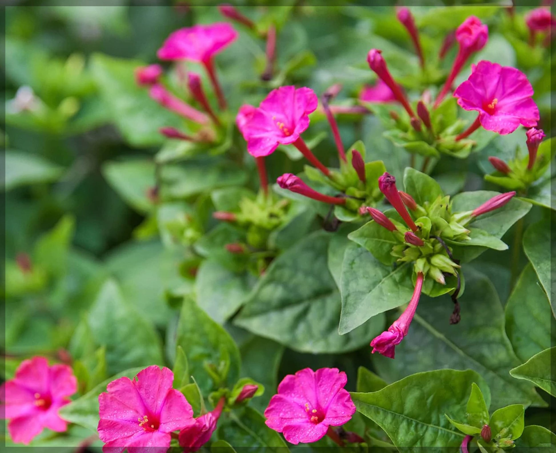 Four O'Clock Flower Seeds for Colorful Afternoon Blooming