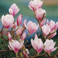 Pink White Yulan Flower seeds for Planting Compact Growth Heirloom & GMO Free Seeds for Home Garden 
 
 Sale