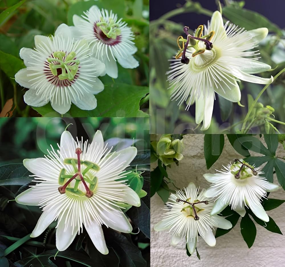 White Passiflora Flower seeds for Planting - Hardy Variety, Heirloom & GMO Free Seeds for Home Garden