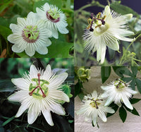 White Passiflora Flower Seeds for Planting  Ideal for Graceful Garden Blooms