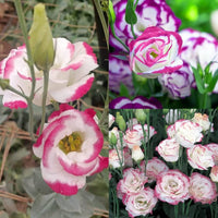Sapphire Pink Eustoma (Lisianthus) Flower seeds for Planting Easy to Grow Heirloom & GMO Free Seeds for Home Garden 
 
 Sale