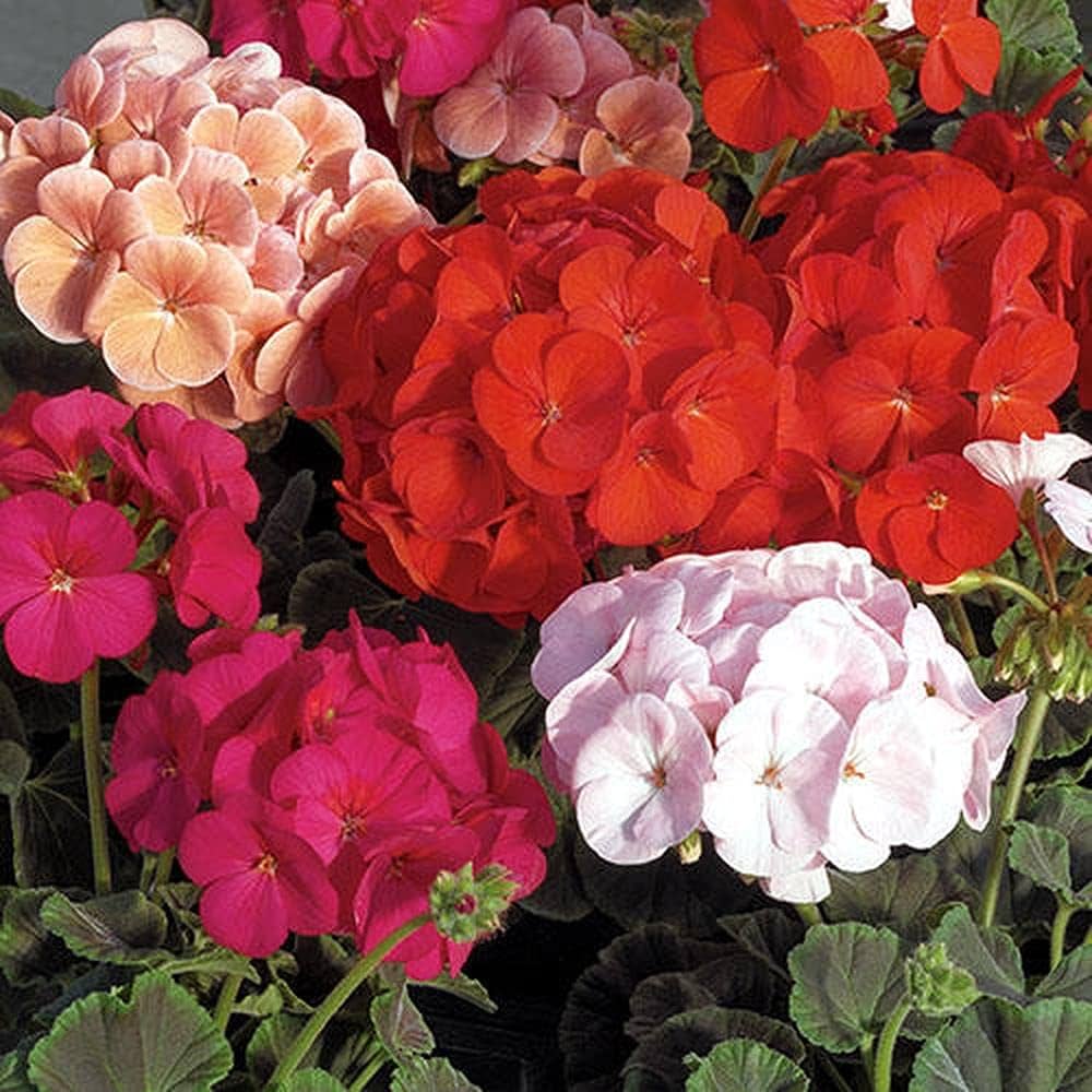 Light Red Green Geranium Flower Seeds for Planting Bright Blooms Heirloom & GMO Free Seeds for Home Garden
 
 Sale