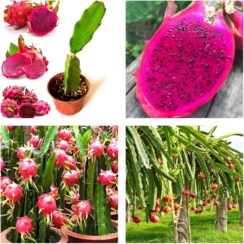 Mixed Pitaya Fruit Seeds for Easy Planting
