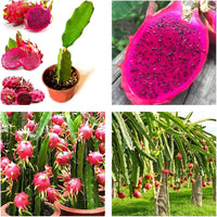 Mixed Pitaya Fruit Seeds for Easy Planting
