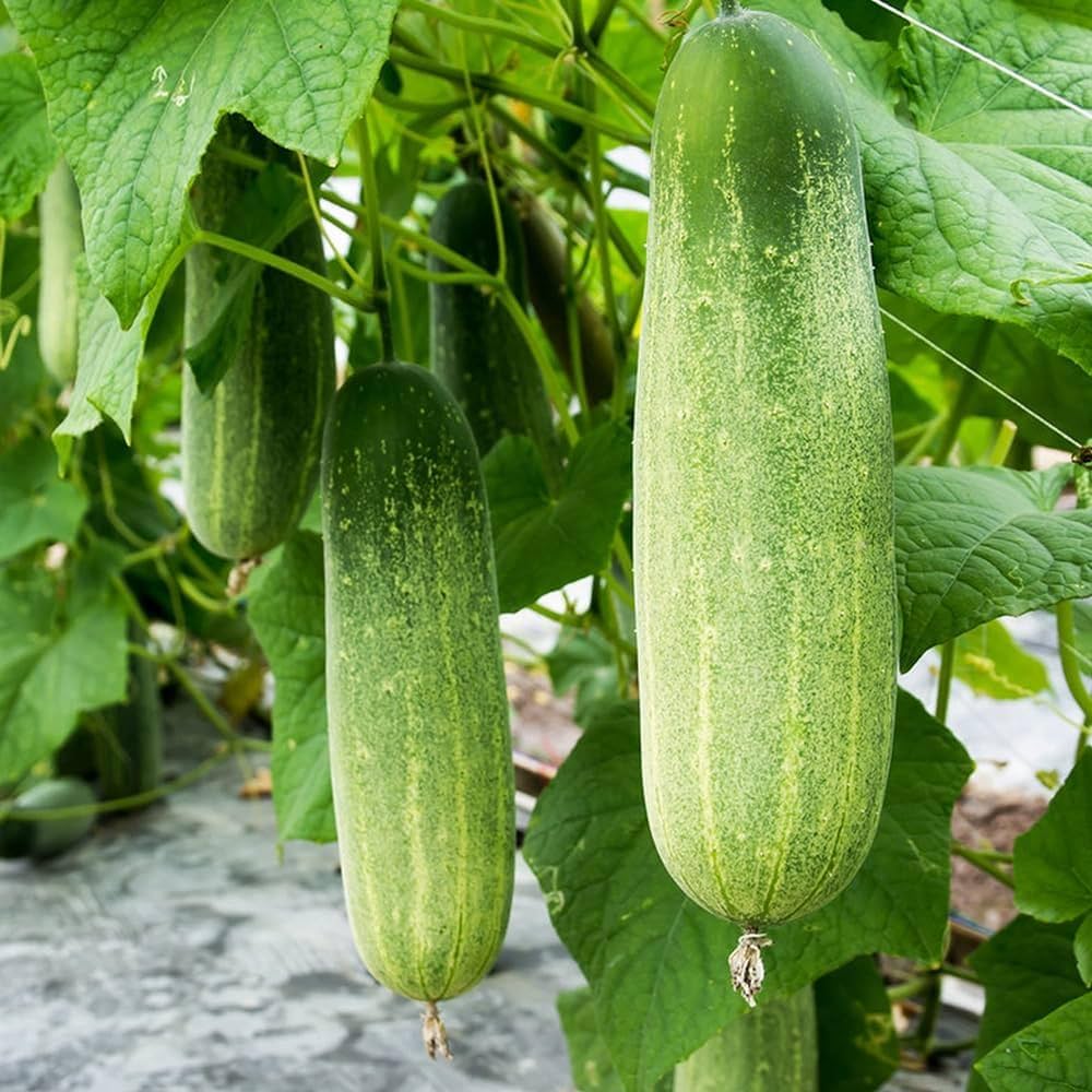 Cucumber Vegetable Seeds for Easy Planting