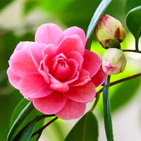 Real Camellia Seeds, Mixed Color Seeds