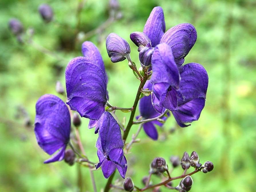 Eisenhut Flower seeds for Planting - Low Maintenance, Heirloom & GMO Free Seeds for Home Garden