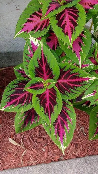 Green Pink Coleus Flower seeds for Planting Colorful Display Heirloom & GMO Free Seeds for Home Garden