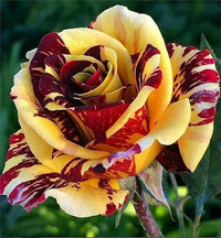 Dragon Rose Mixed Color Flower seeds for Planting Long Bloom Season Heirloom & GMO Free Seeds for Home Garden 
 
 Sale