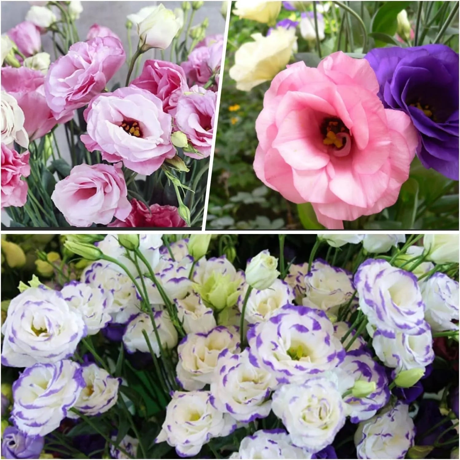 Light Pink Eustoma (Lisianthus) Flower seeds for Planting - Vibrant Colors, Heirloom & GMO Free Seeds for Home Garden
