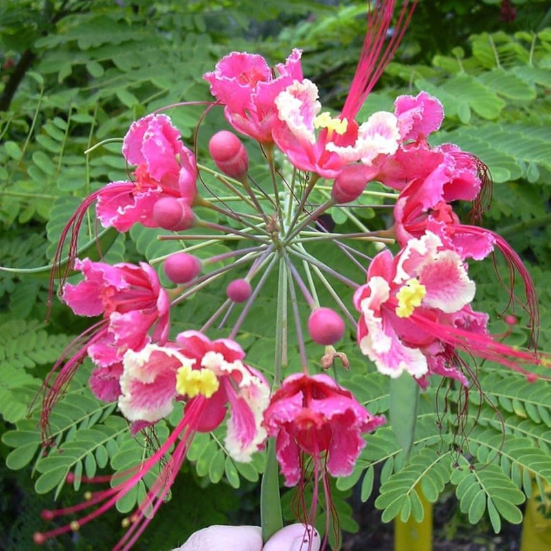 Pink Caesalpinia Pulcherrima Flower Planting Seeds | Vibrant Tropical Blooms for Your Garden